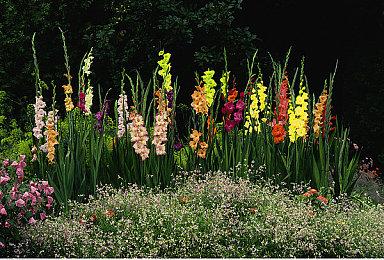 国外玩家呼吁V社分拆 成立DOTA2单独公司